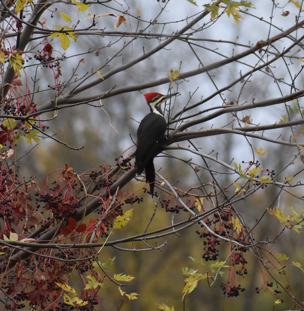Pileated Woodpecker - ML643658180
