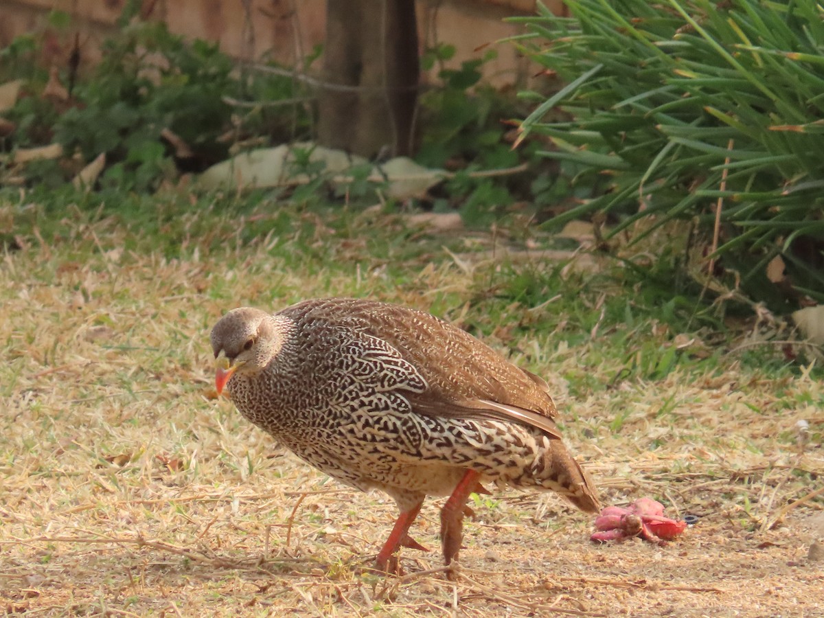 Natal Spurfowl - ML643658182