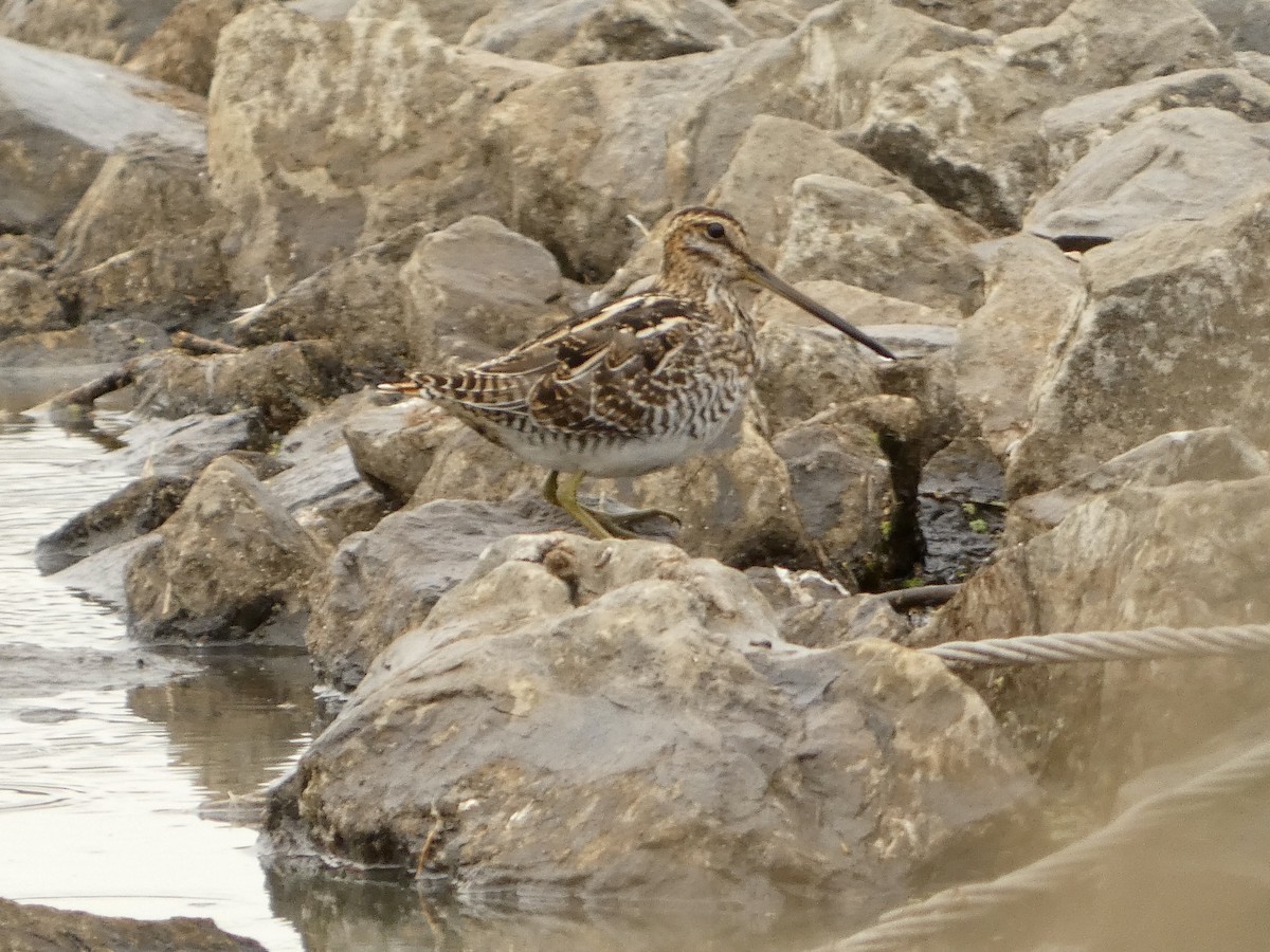 Wilson's Snipe - ML643658187