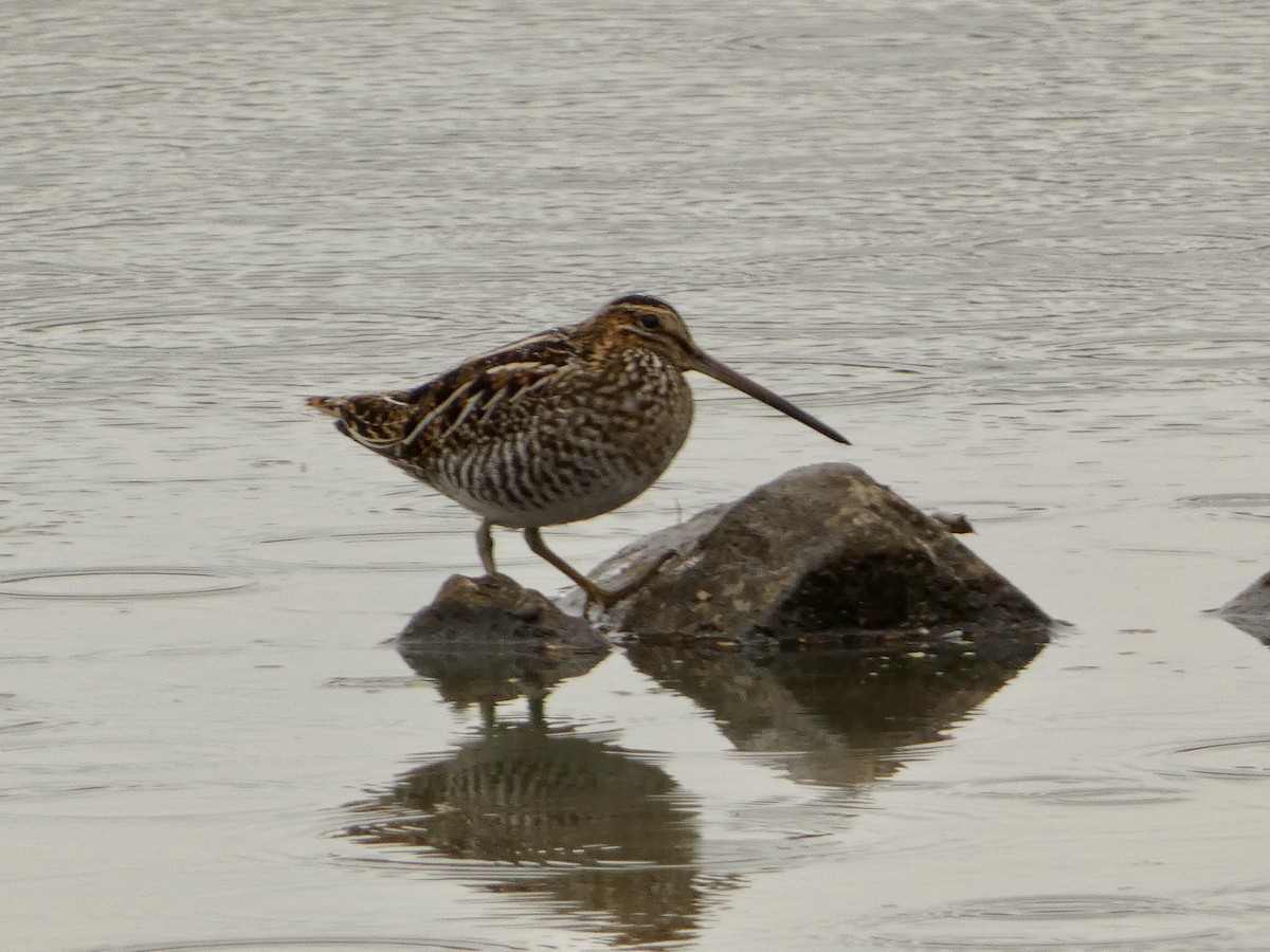 Wilson's Snipe - ML643658188