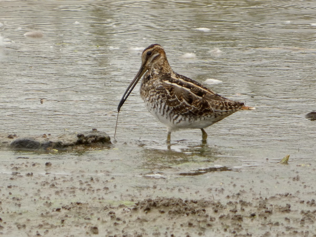 Wilson's Snipe - ML643658189