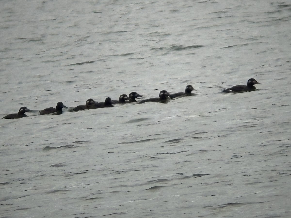 White-winged Scoter - ML643658207