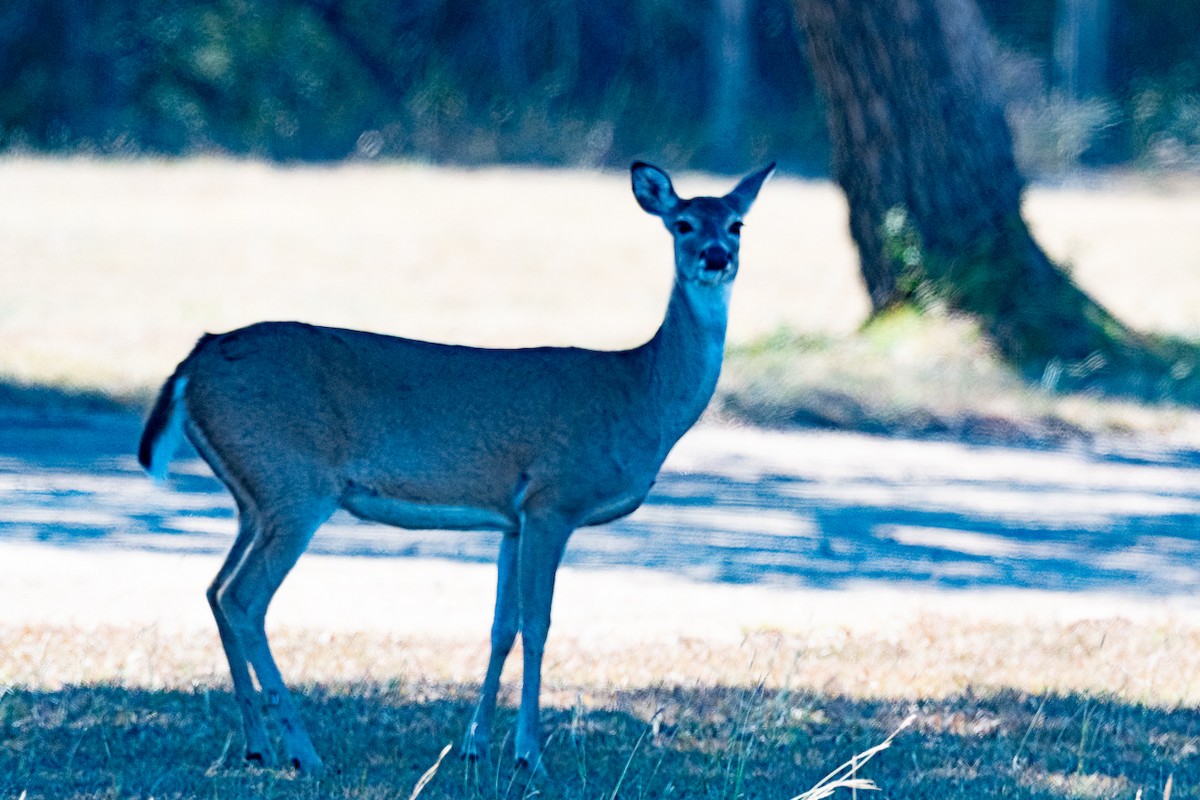 White-tailed Deer - ML643658208