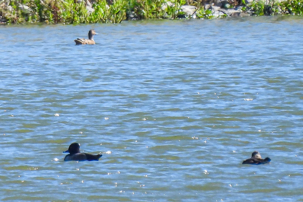 Ring-necked Duck - ML643658245