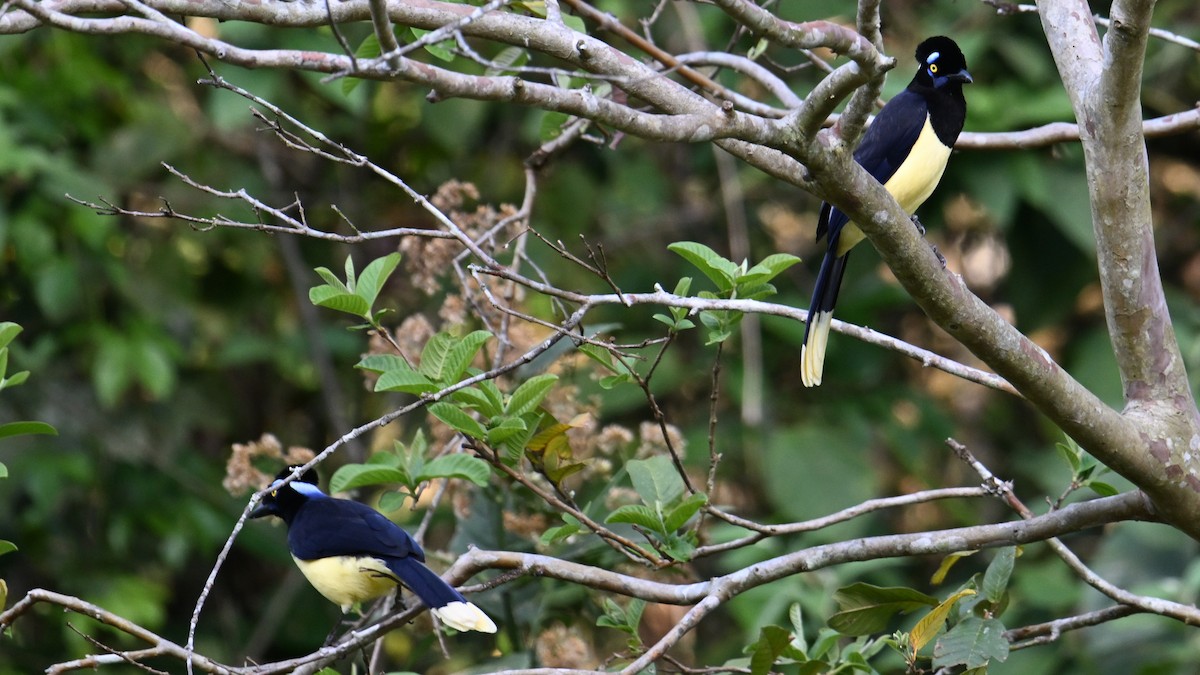 Plush-crested Jay - ML643658287