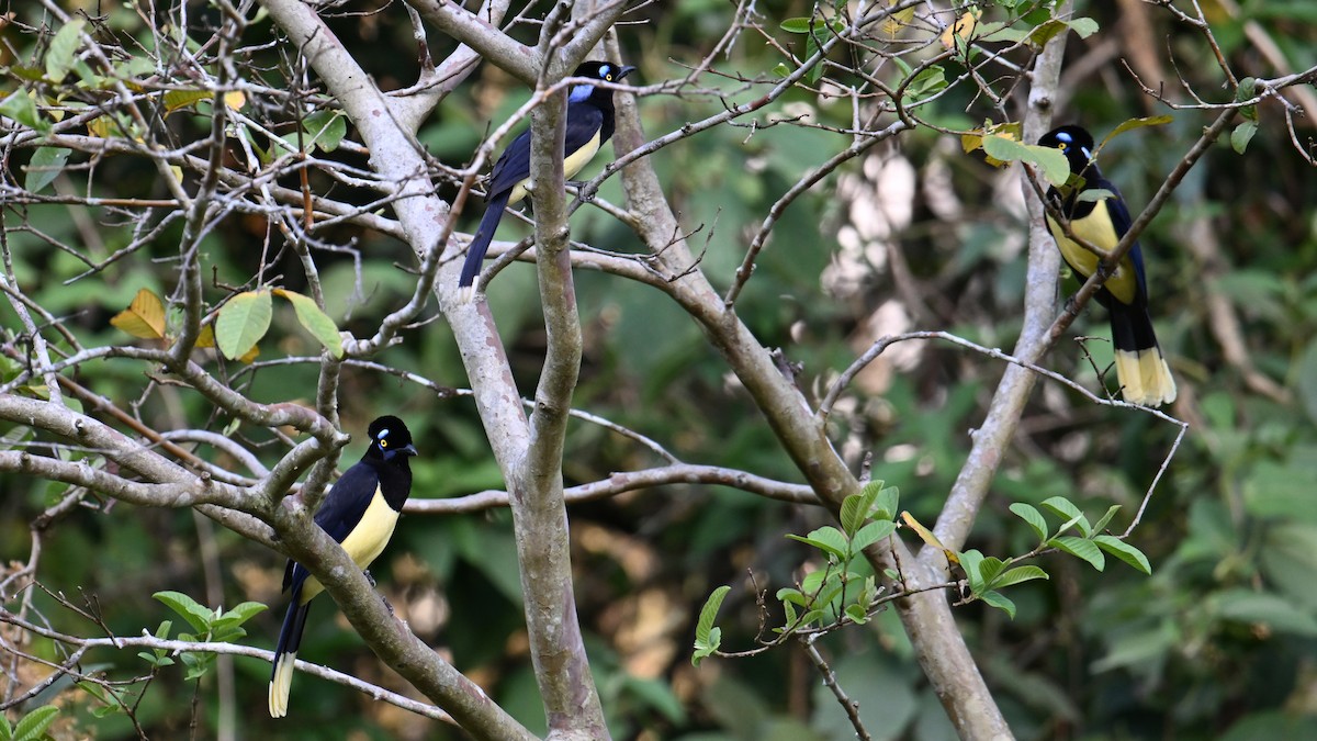 Plush-crested Jay - ML643658291
