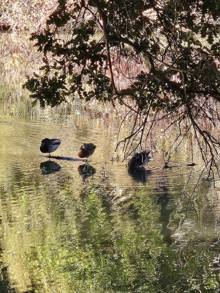 Mallard - ML643658300