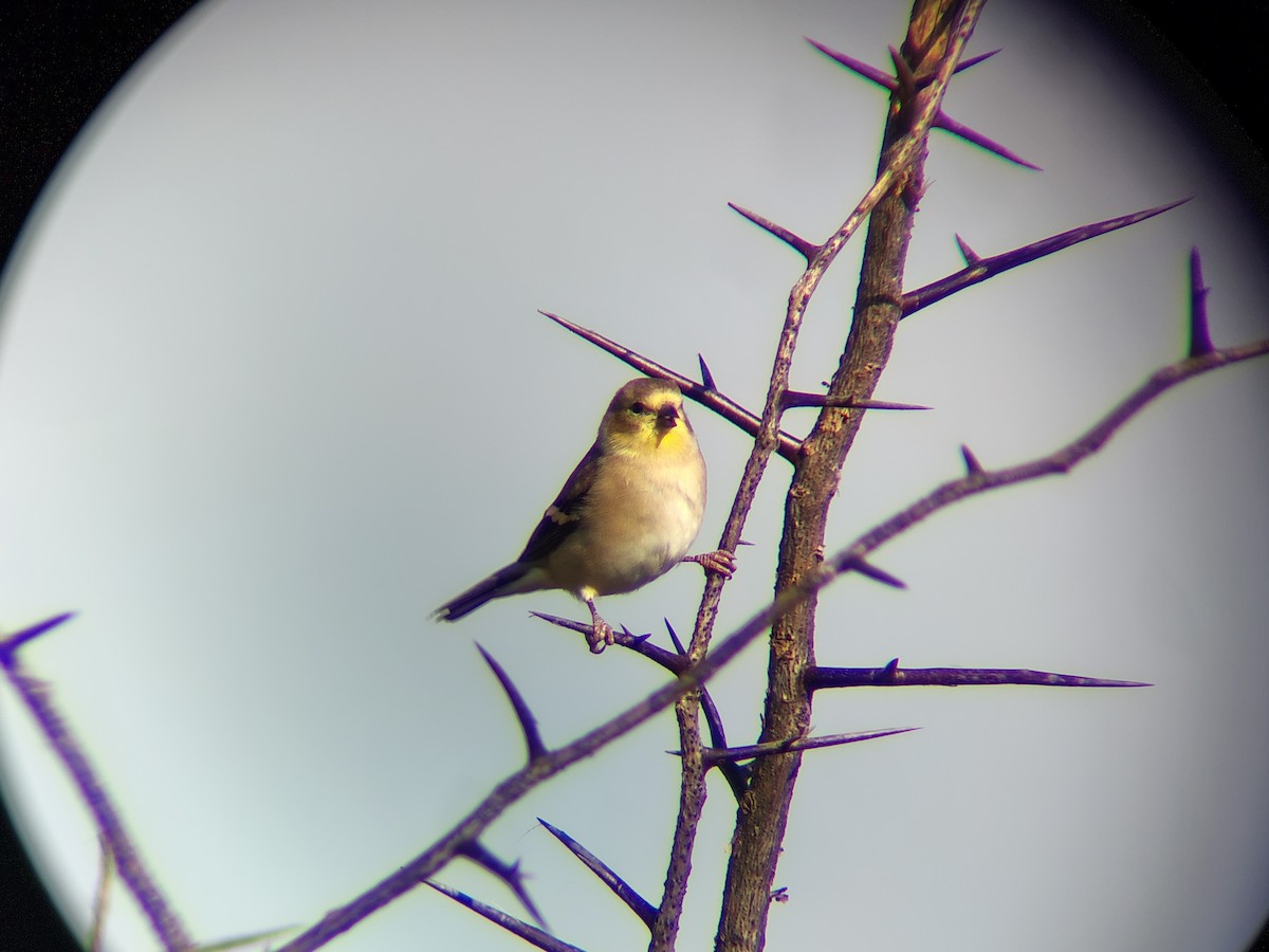 čížek žlutý - ML643658304