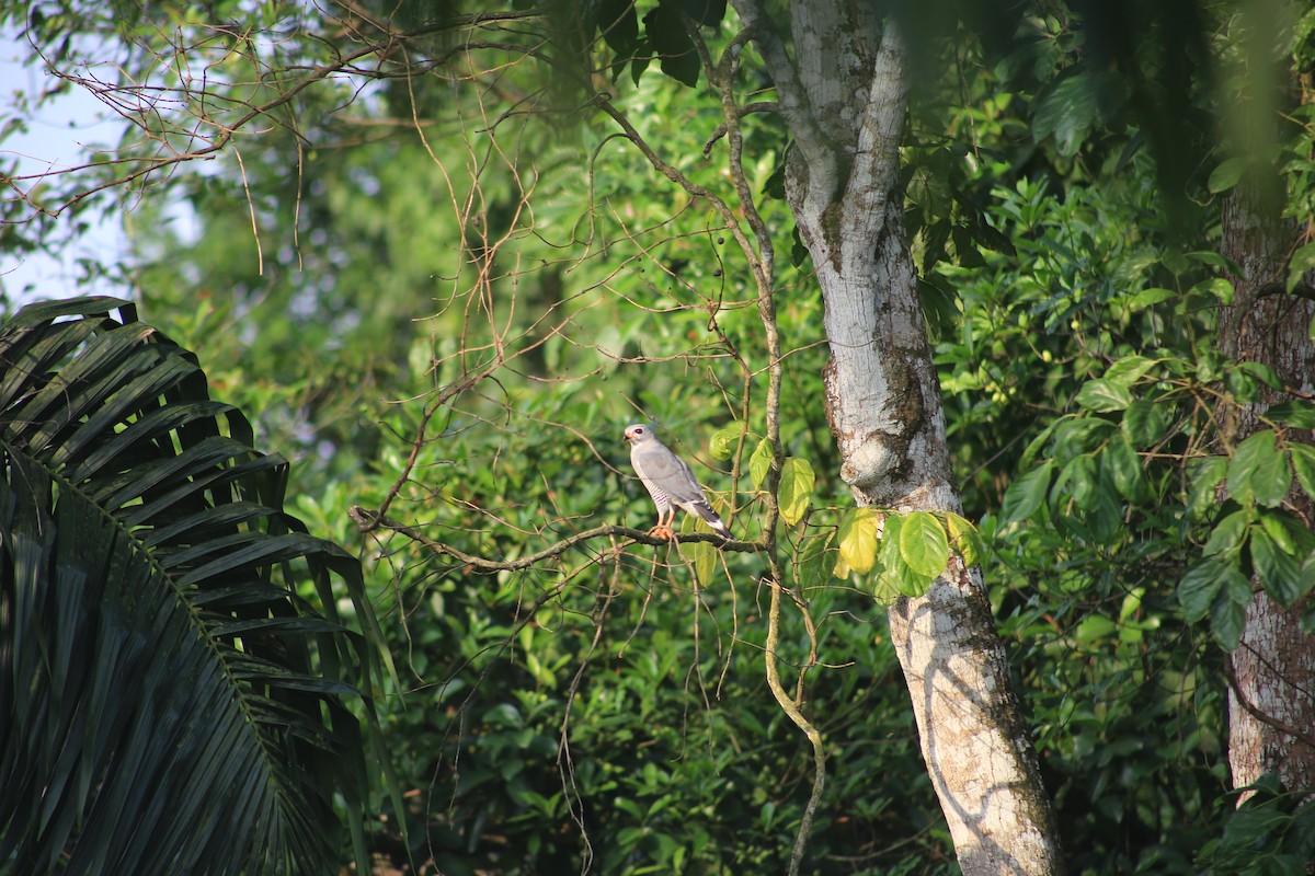 Lizard Buzzard - ML643658307