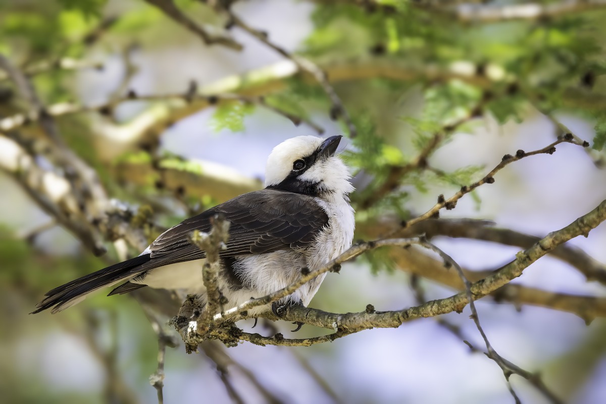 White-rumped Shrike - ML643658310