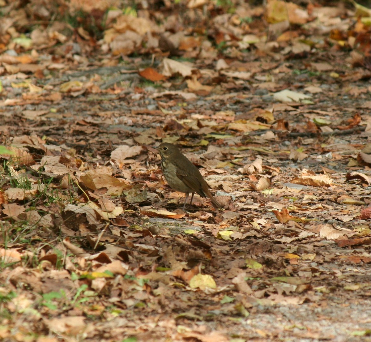 Hermit Thrush - ML643658321