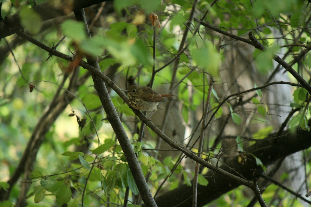 Hermit Thrush - ML643658322