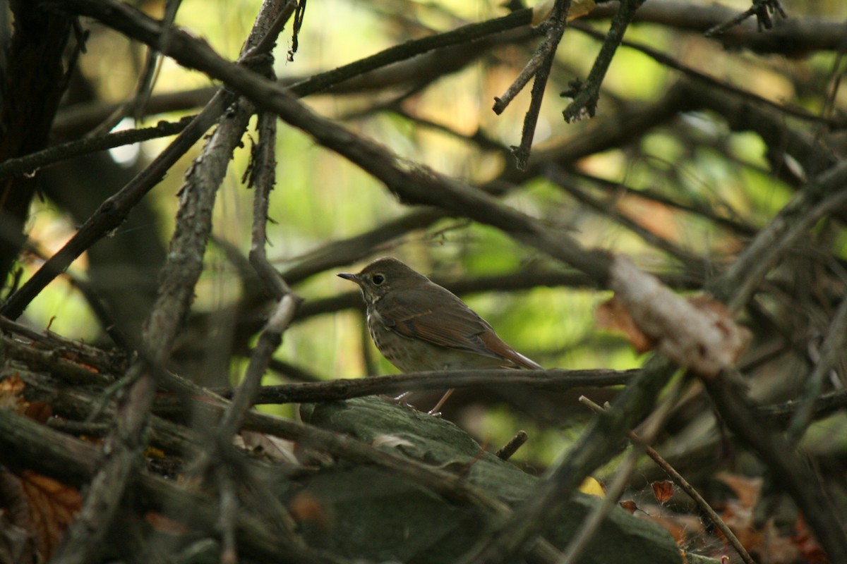Hermit Thrush - ML643658323