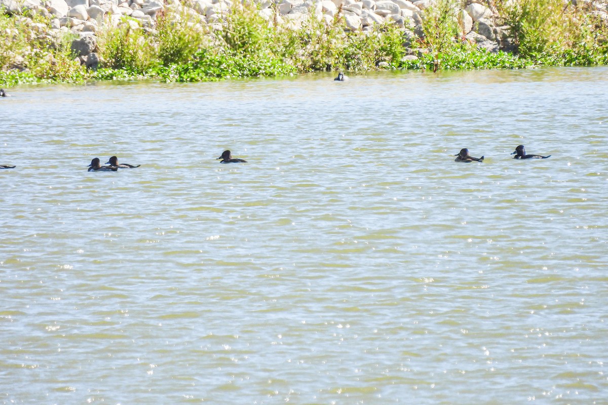 Ring-necked Duck - ML643658329