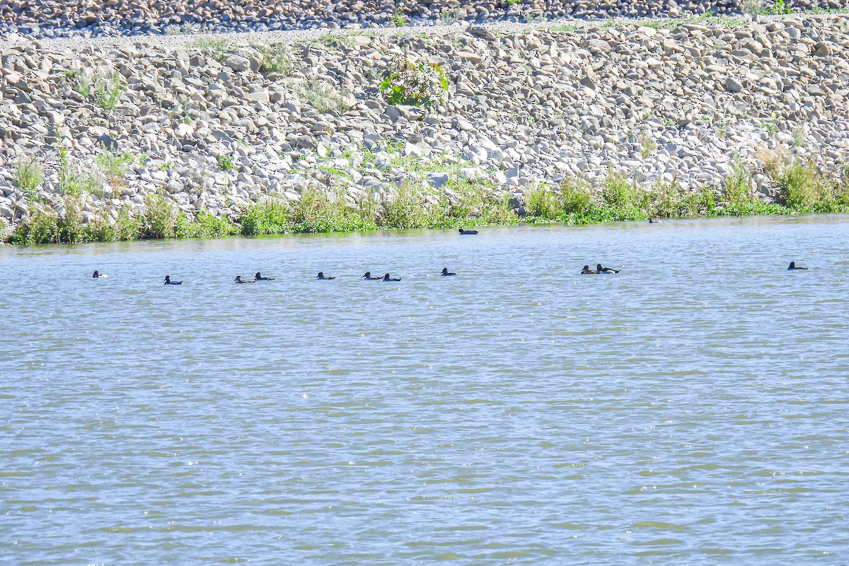 Ring-necked Duck - ML643658330