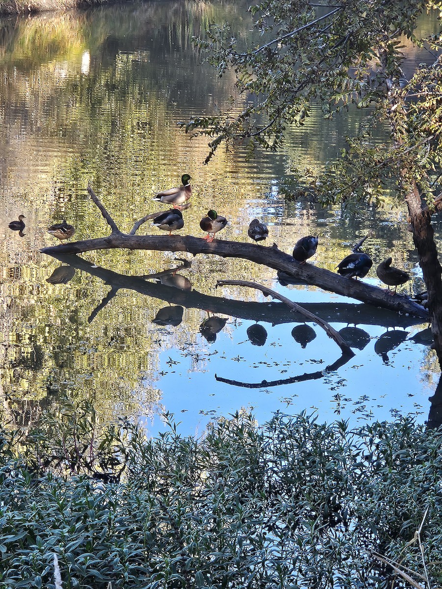 Mallard - ML643658334