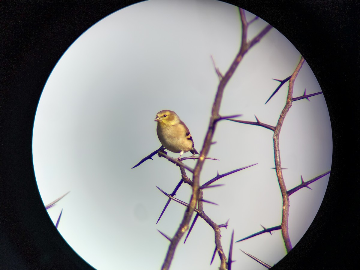 čížek žlutý - ML643658335