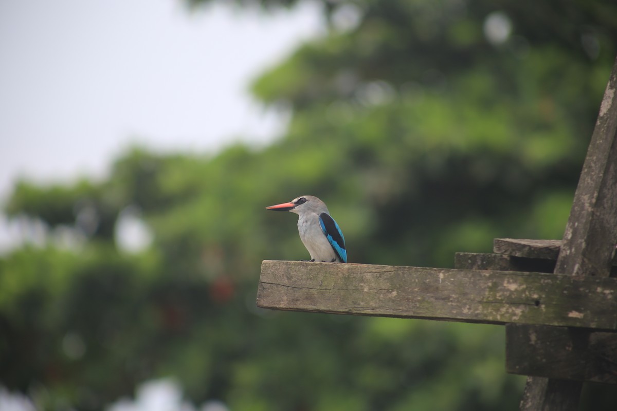 Woodland Kingfisher - ML643658340