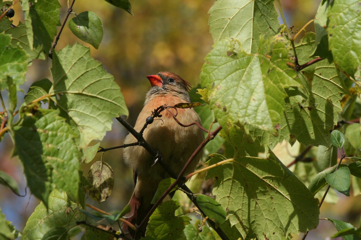 Northern Cardinal - ML643658341