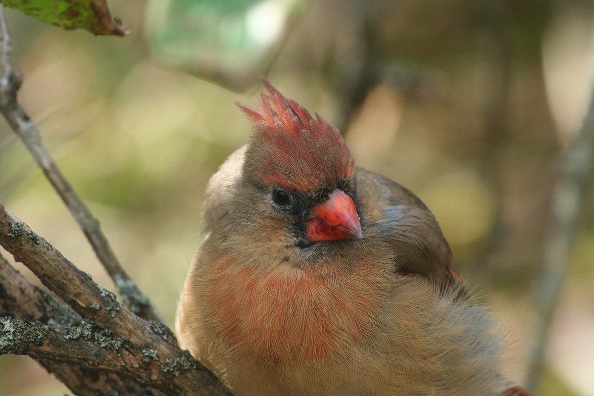 Northern Cardinal - ML643658342