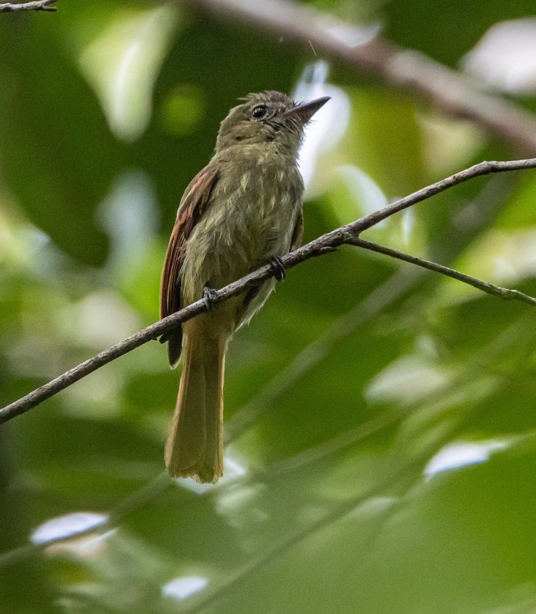 Rufous-tailed Flatbill - ML643658351