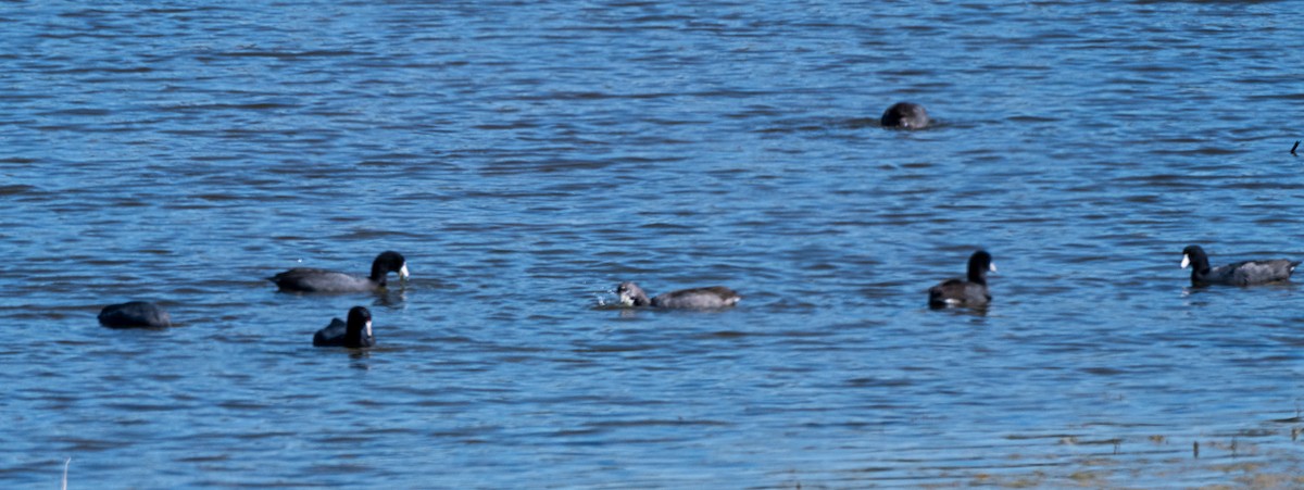 American Coot - ML643658352