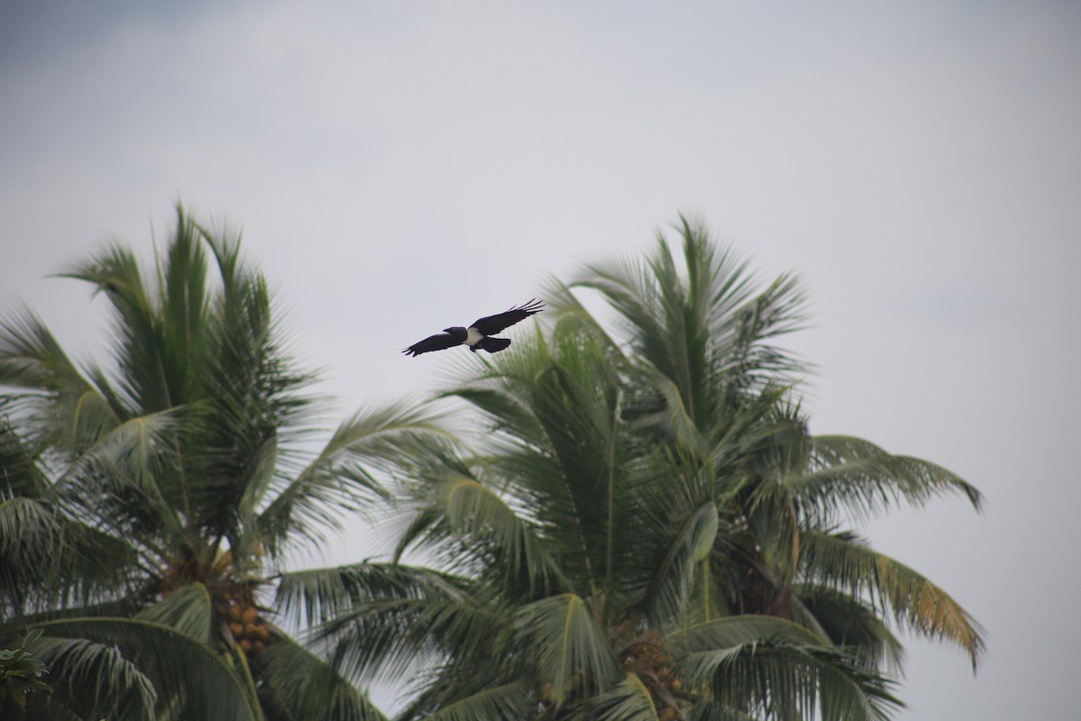 Pied Crow - ML643658357