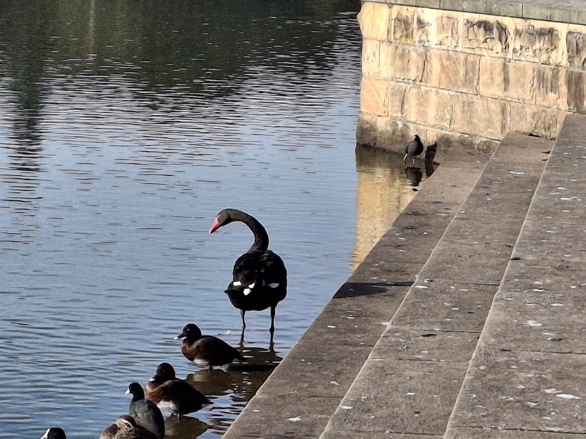 Black Swan - ML643658358