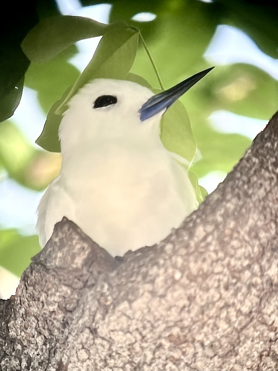 White Tern (Pacific) - ML643658359