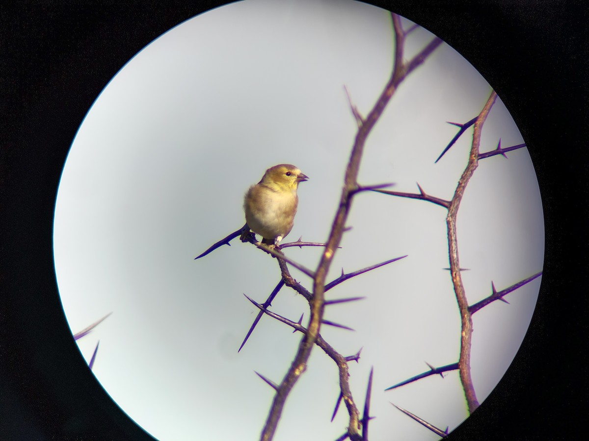 čížek žlutý - ML643658360