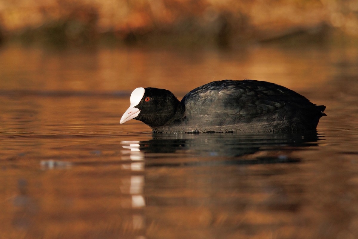 Eurasian Coot - ML643658363