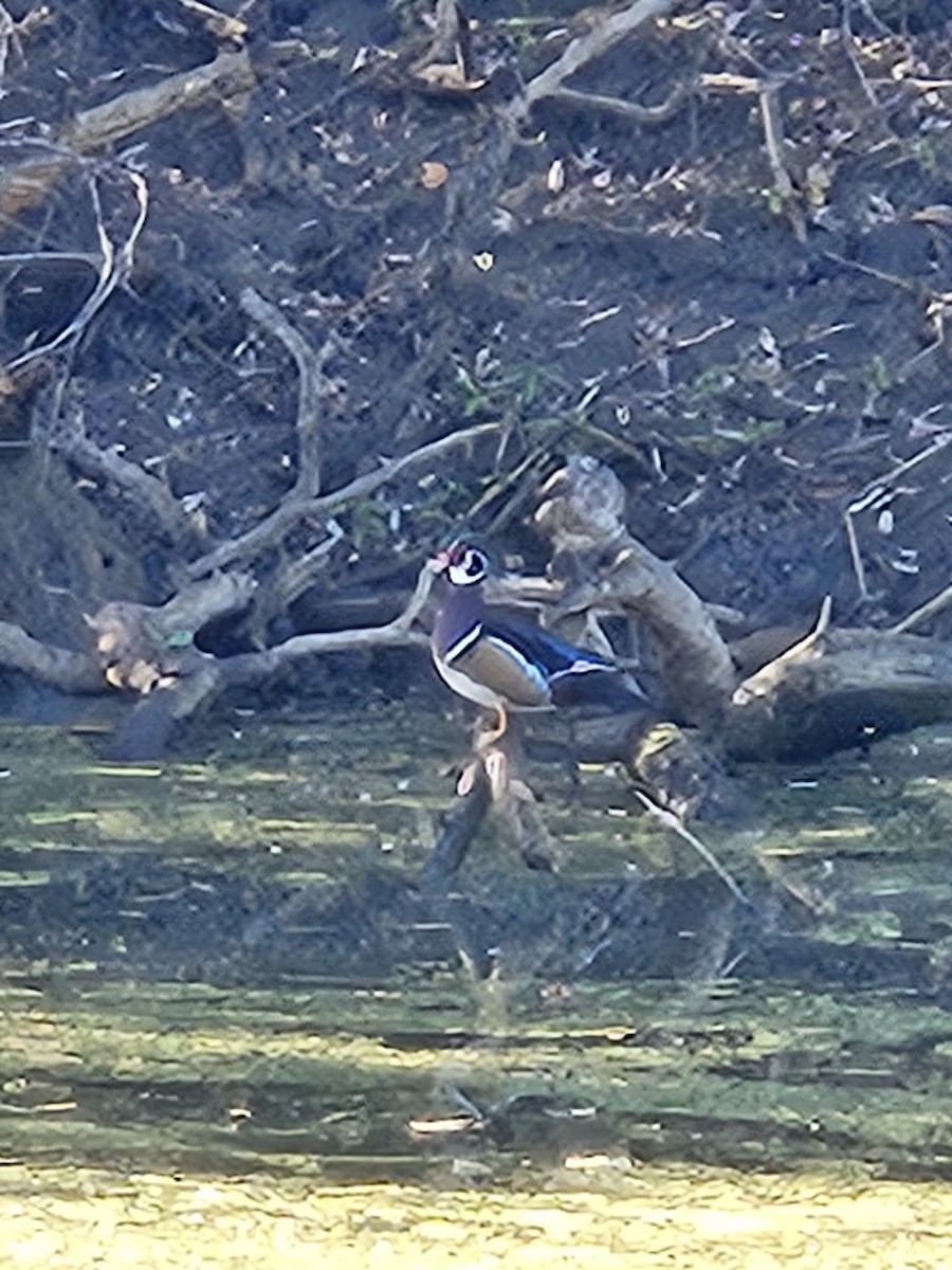 Wood Duck - ML643658365
