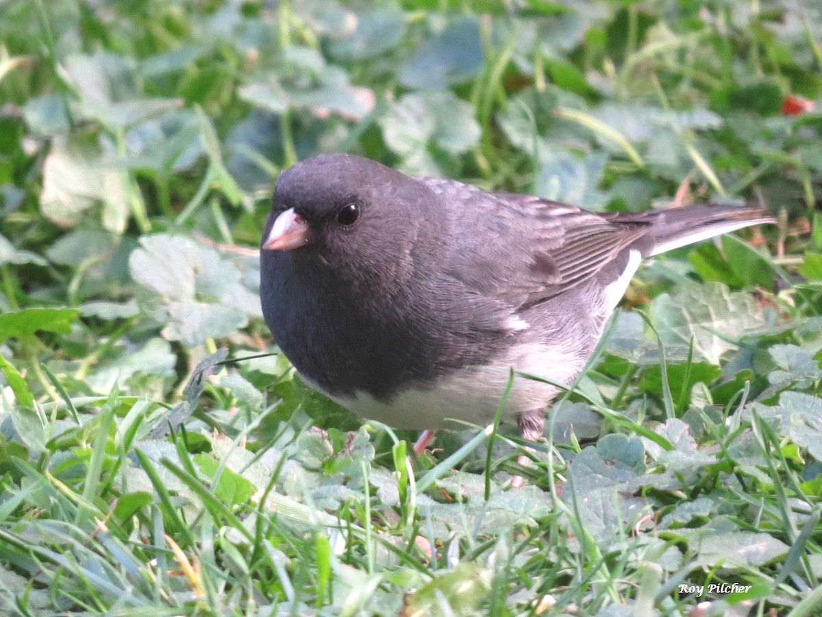 Dark-eyed Junco - ML643658367