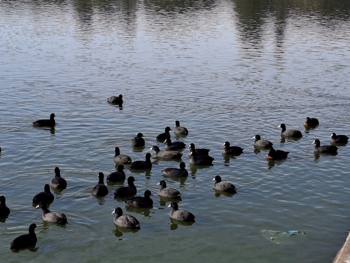 Eurasian Coot - ML643658371