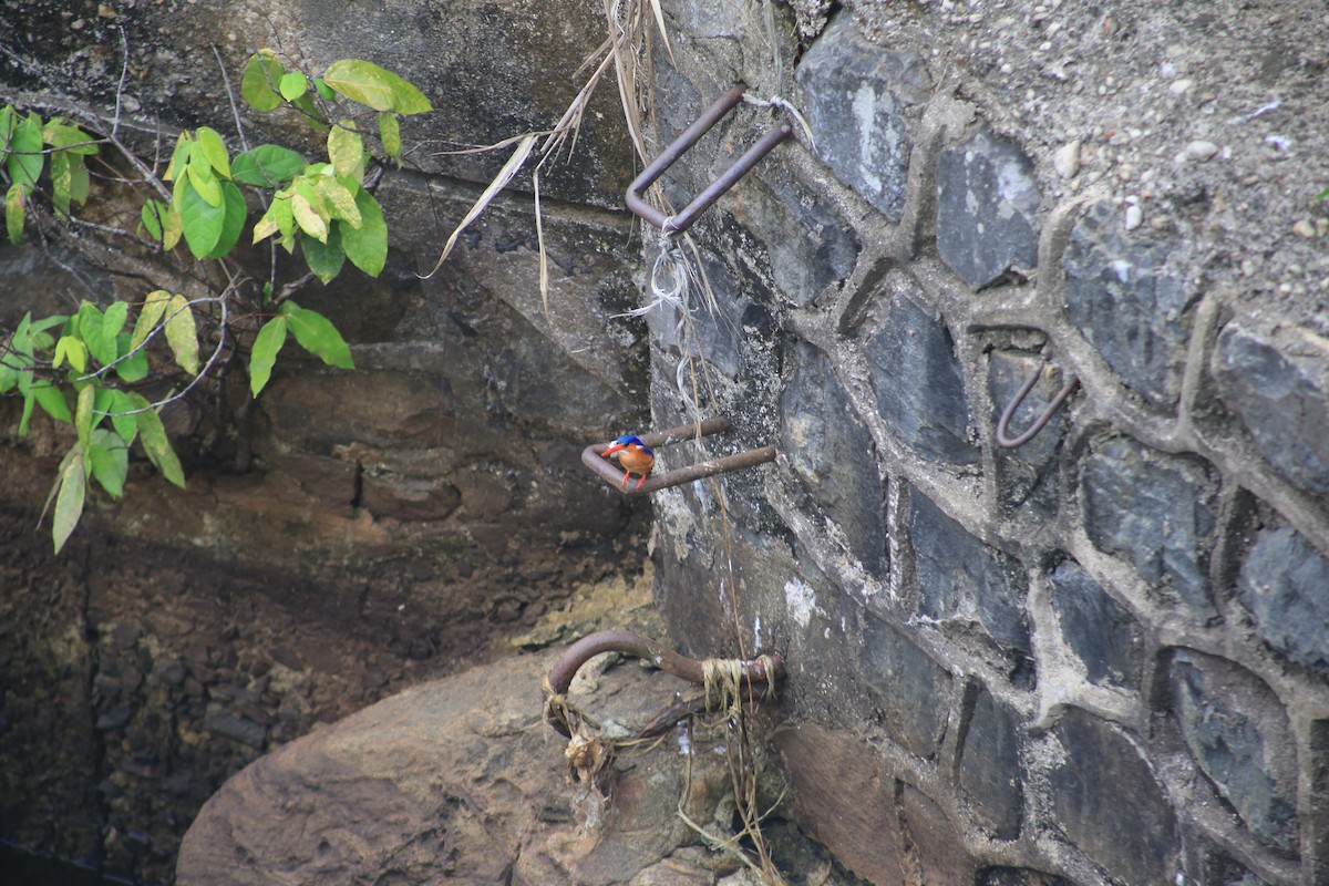 Malachite Kingfisher - ML643658372