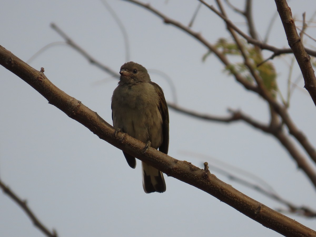 Lesser Honeyguide - ML643658379