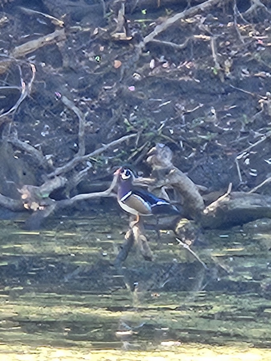 Wood Duck - ML643658381