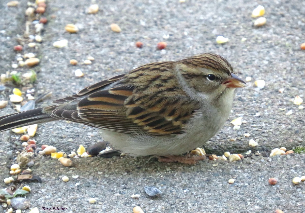 Chipping Sparrow - ML643658392