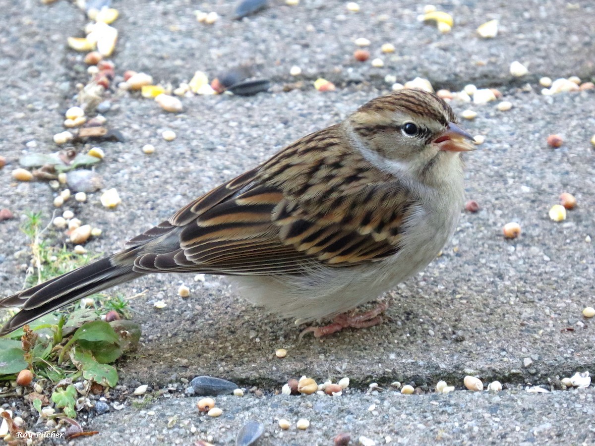 Chipping Sparrow - ML643658393