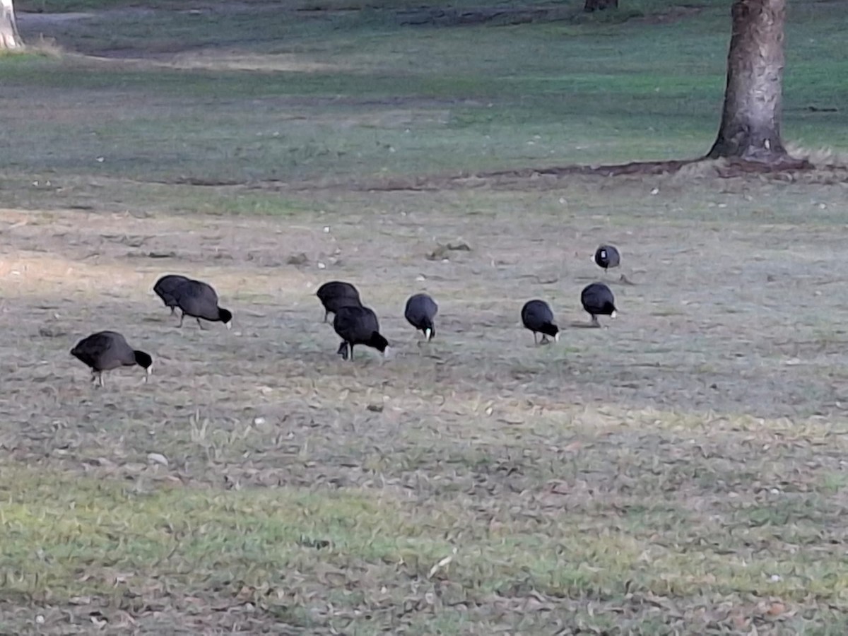 Eurasian Coot - ML643658395