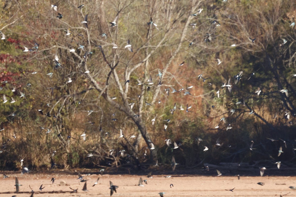 Ağaç Kırlangıcı - ML643658398