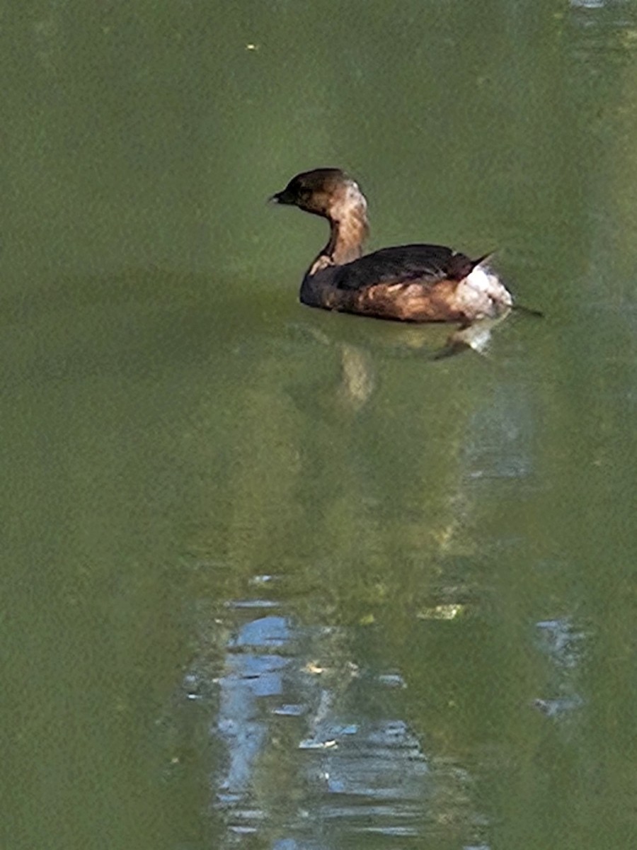 Pied-billed Grebe - ML643658399