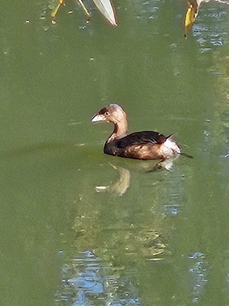 Pied-billed Grebe - ML643658407