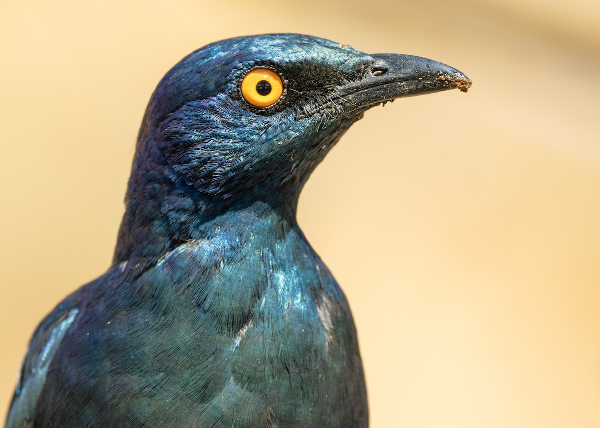 Greater Blue-eared Starling - ML643658408
