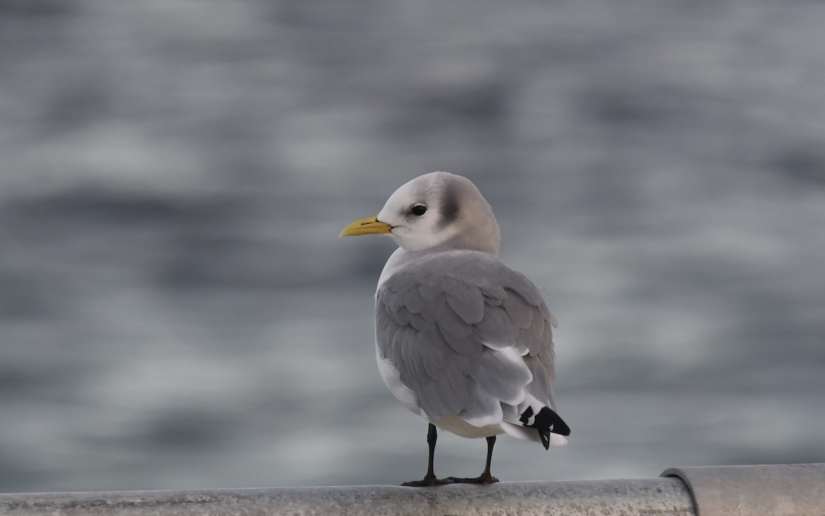 Black-legged Kittiwake - ML643658412