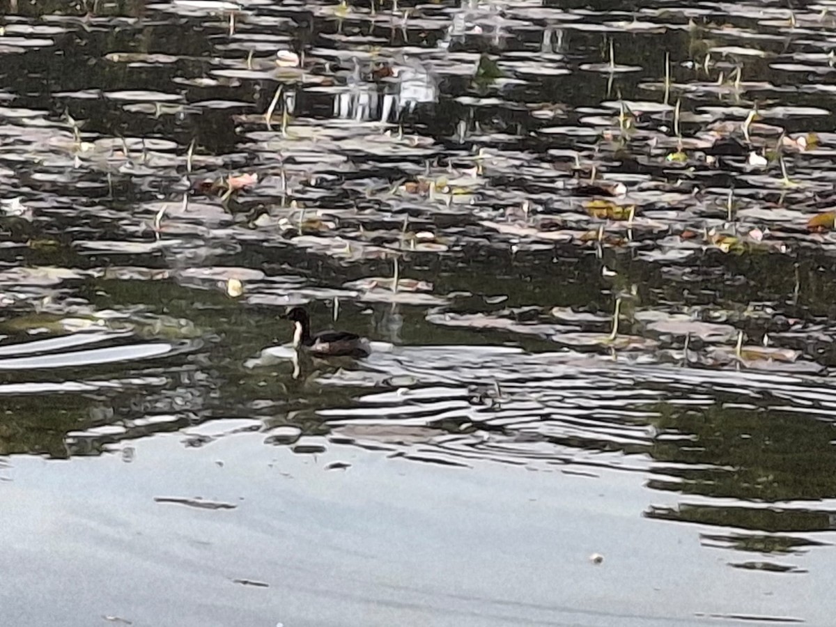 Australasian Grebe - ML643658415