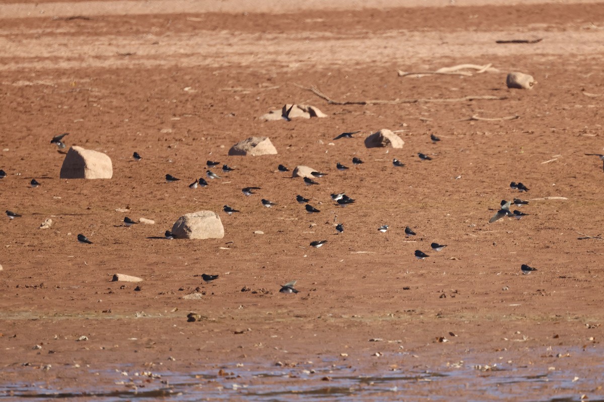 Ağaç Kırlangıcı - ML643658416