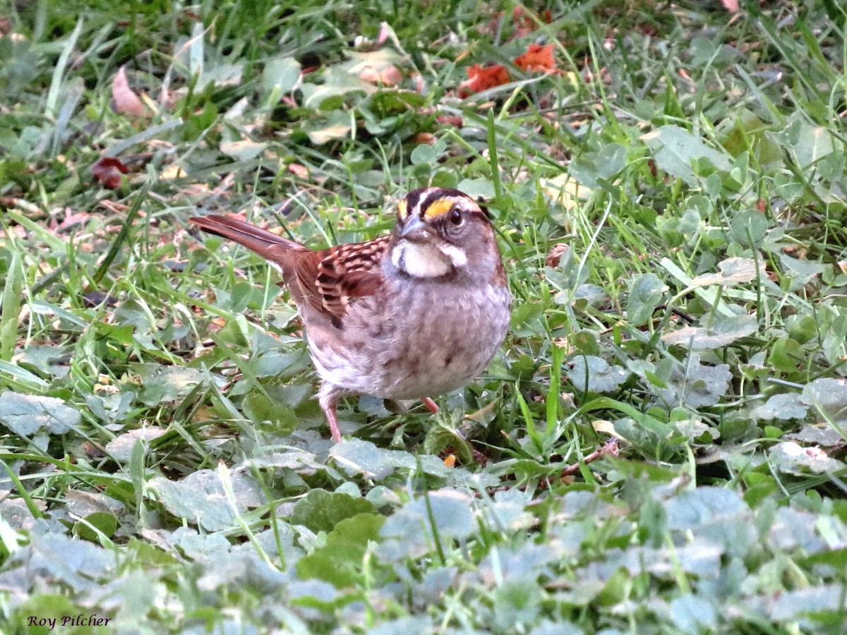 White-throated Sparrow - ML643658424