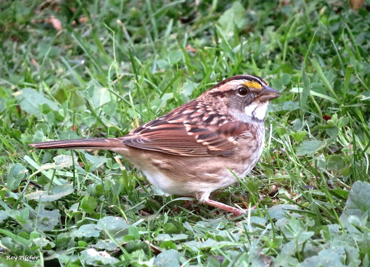 White-throated Sparrow - ML643658425