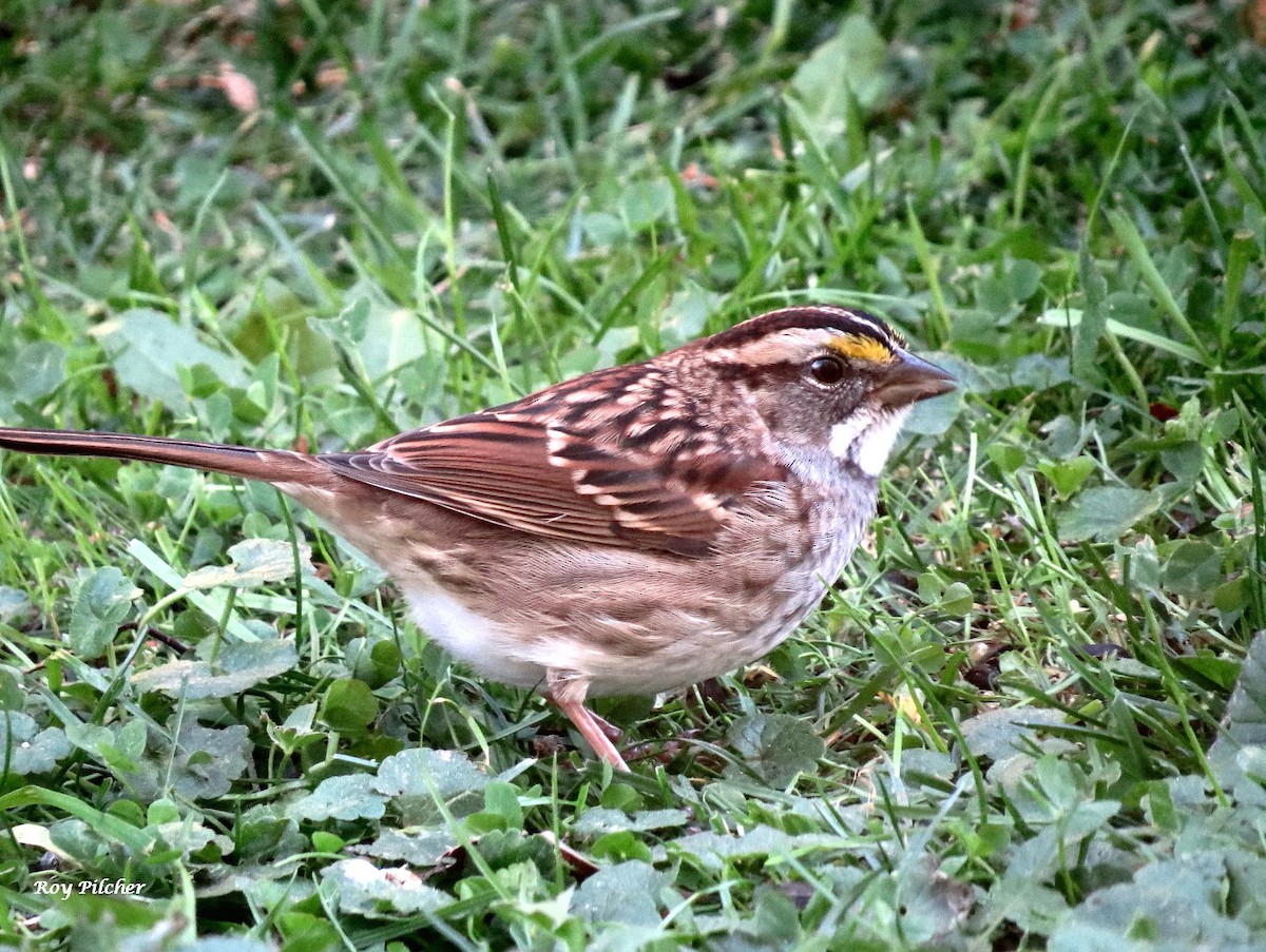 White-throated Sparrow - ML643658426